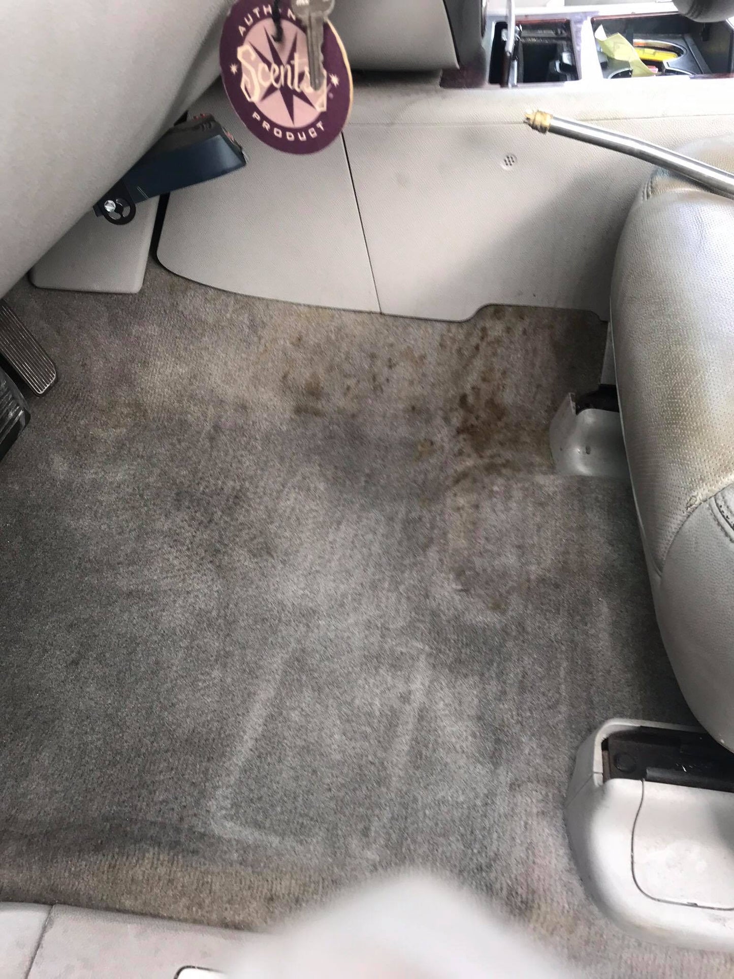 Steam Clean Carpet