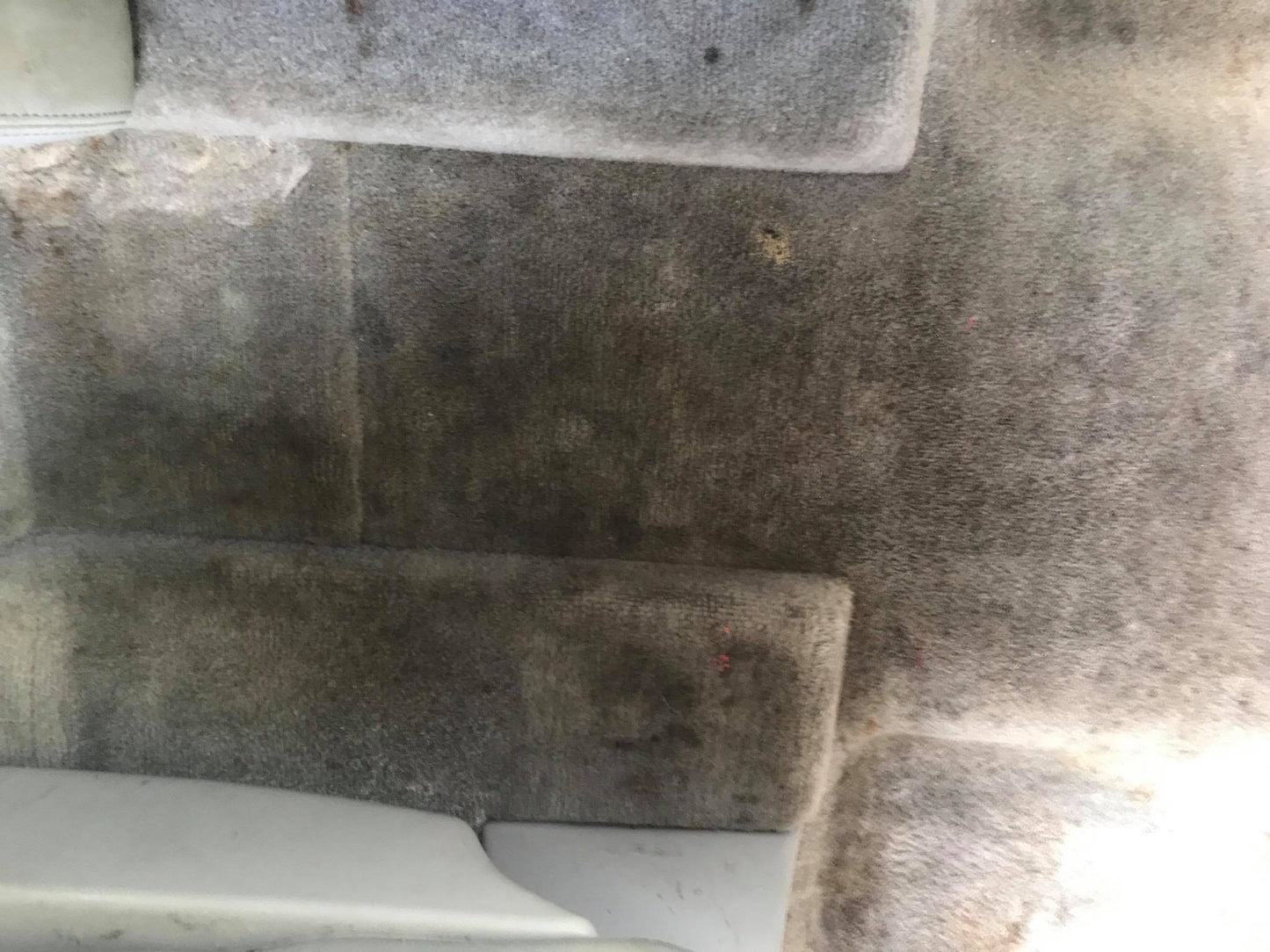 Steam Clean Carpet