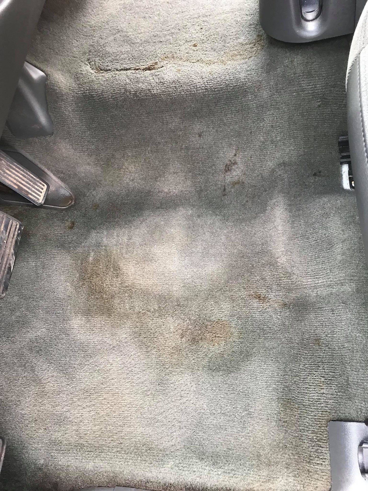 Steam Clean Carpet